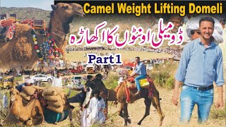 Camel Weight Lifting Competition Domeli Jhelum punjab || Culture Of Potohar ||اونٹوں کا اکھاڑہ