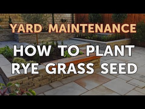 How to Plant Rye Grass Seed - YouTube