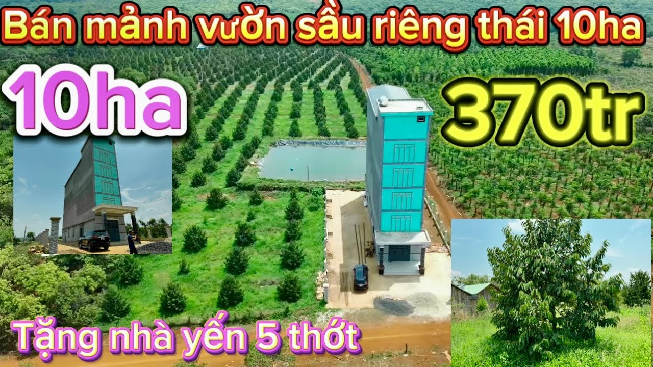 Bán vườn sầu riêng thái mon thon tặng nhà Yến thu nhập mạnh gặp chính chủ làm việc giá hợp lý