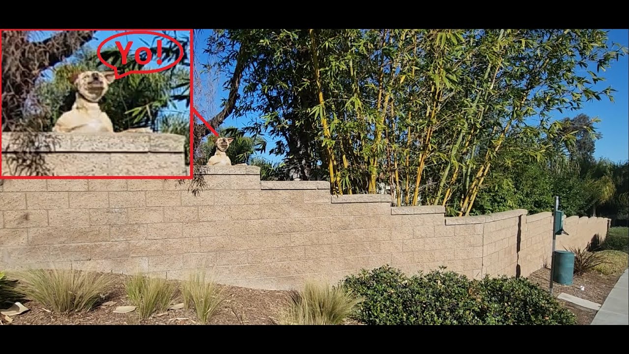 The Most Funny Dog of All Time