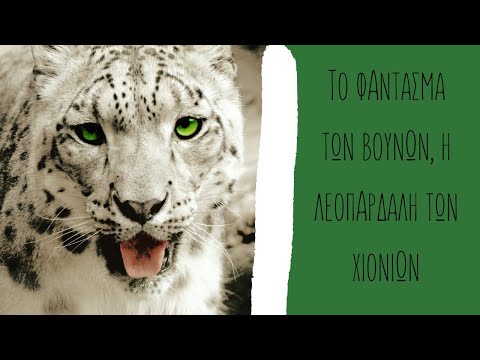 Βίντεο: Λεοπάρδαλη του χιονιού - κάτοικος των βουνών