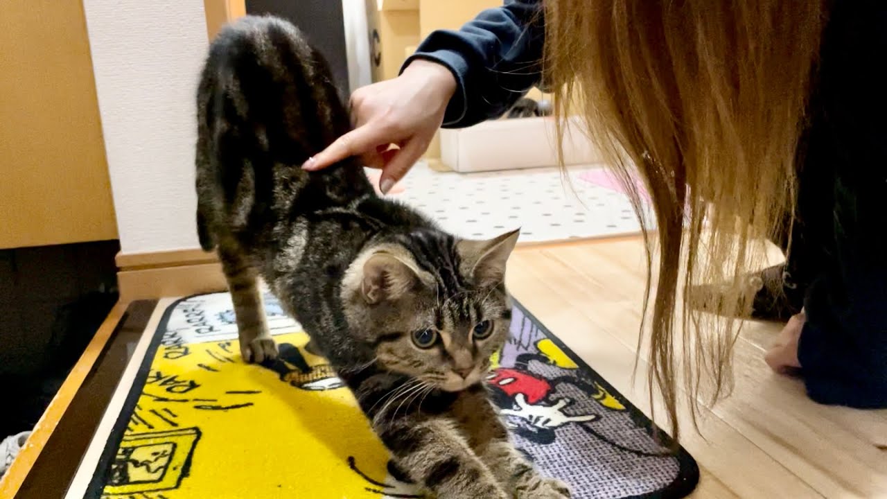 飼い主のお出かけが寂しすぎて玄関で通せんぼしてくる子猫w