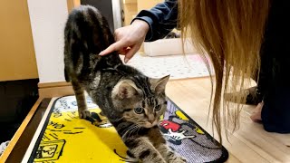 飼い主のお出かけが寂しすぎて玄関で通せんぼしてくる子猫w