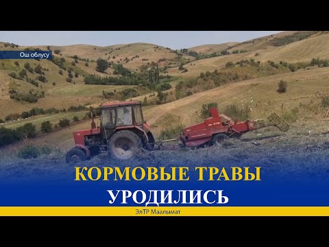 Video: Камык чөп - талаа чөбү