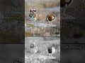 Ai  🆚 real#trending #ytshorts #trendingshorts