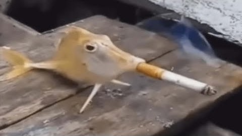 20 Minutes of Random Memes #56