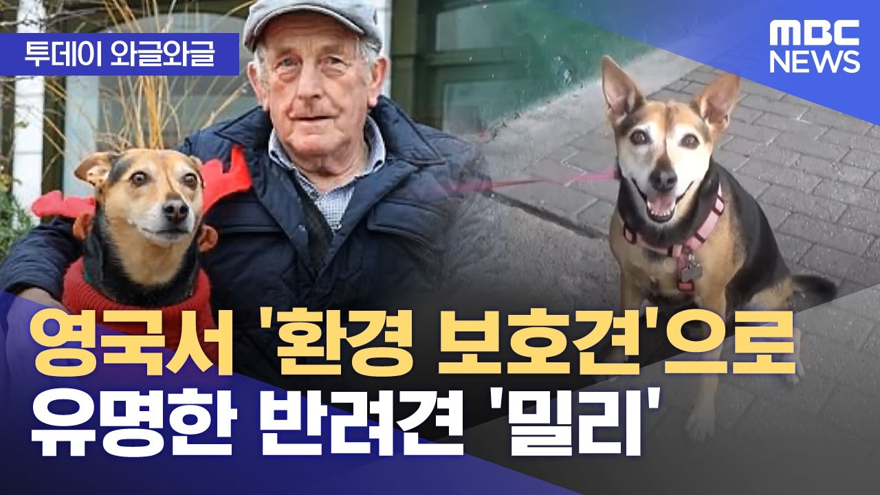 [와글와글] 영국서 '환경 보호견'으로 유명한 반려견 '밀리' (2026.03.25/뉴스투데이/MBC)