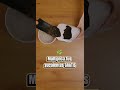 🌱 ¡MULTIPLICA TUS SUCULENTAS GRATIS EN 1 PASO! 💚 (Sin gastar dinero ni experiencia)