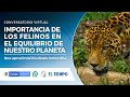 Importancia de los felinos en el equilibrio de nuestro planeta, una aproximación desde Colombia