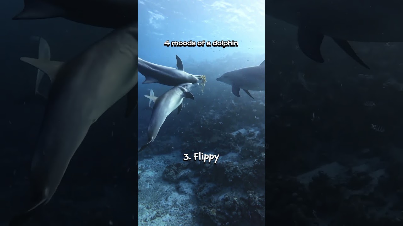 The 4 Cute Dolphin Moods 🎬 Chelsea Vendy #GoPro