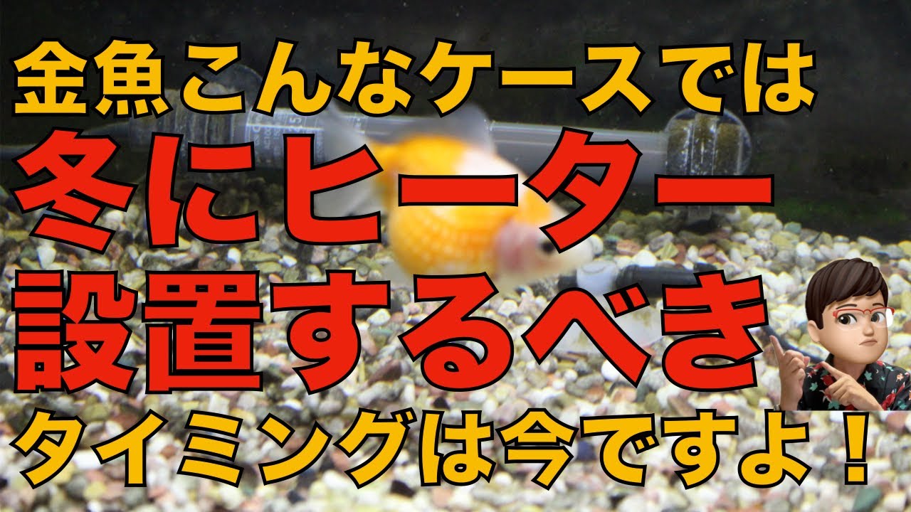 金魚の冬越しにヒーターは必要？設置するケース、しないケースを解説します