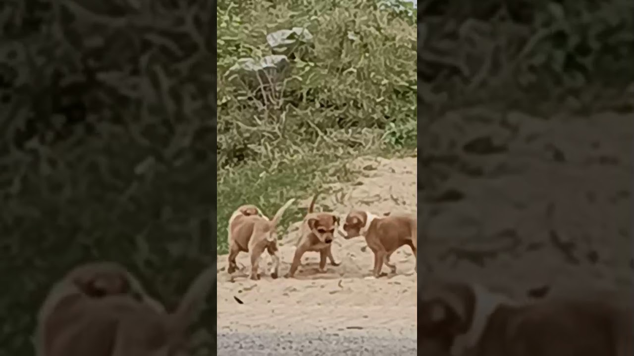 A story on social animals like it and spred it.