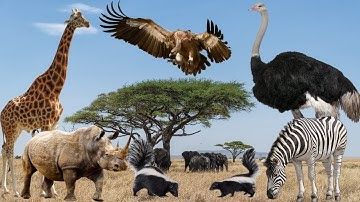 Âm thanh động vật hoang dã tinh nghịch quanh ta, động vật quen thuộc: gà, sư tử, bò, hươu .cucuTV