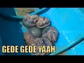 Kepoin Cara Pengolahan Ubur Ubur Yang Kaya Nutrisi | SI UNYIL (03/07/20) PART 1