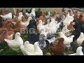 king pigeon breeders - fancy pigeon