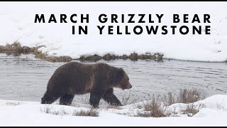 Grizzly Bear in Yellowstone National Park - March 2020