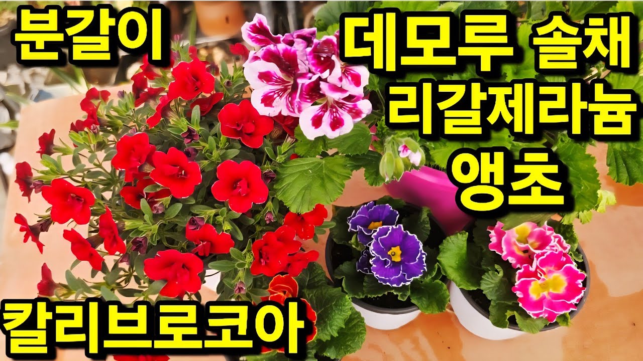 #리갈제라늄 #데모루 #앵초 #솔채  #칼리브로코어 흙 배합 잘  키우는 방법