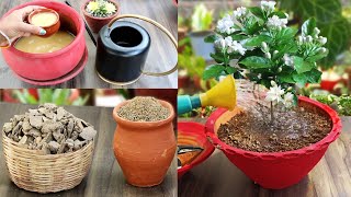 How to use Mustard Cake | सरसों खली | Organic Fertilizer | All in one plant food