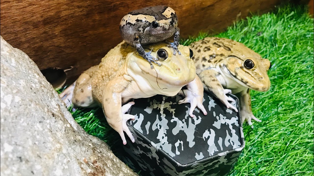 Sweet family frog, amazing frog protect they’re cute baby