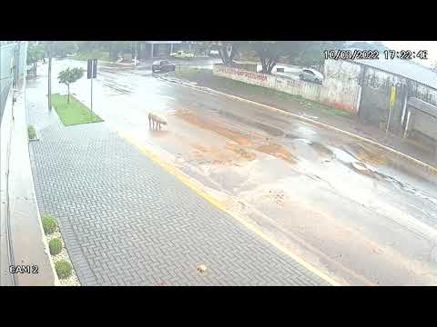 Câmera registra porco caindo de caminhão em São Miguel do Iguaçu