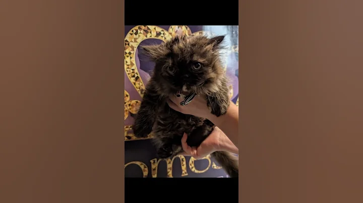 Watch the video about Female Chocolate Torti Persian Kitten Reserved 🎉 for Emy and Casey