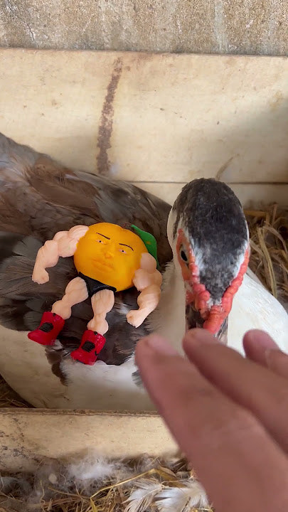 I Reached for Udin Din Dun..💪🍊The Duck Went CRAZY!👉🤪🪿🤨#duck #shorts #cute #funny