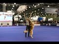 Танцы с собаками "Россия - 2015". Dog Dancing. Canine Freestyle.