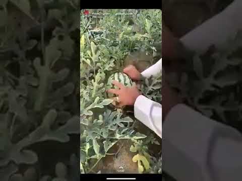 العراق ثم العراق