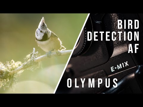 Olympus Bird Detection AF for the E-M1X - My Review and Tips