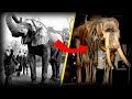 La TRISTE historia de Jumbo, el elefante "MÁS GRANDE" del mundo 🐘