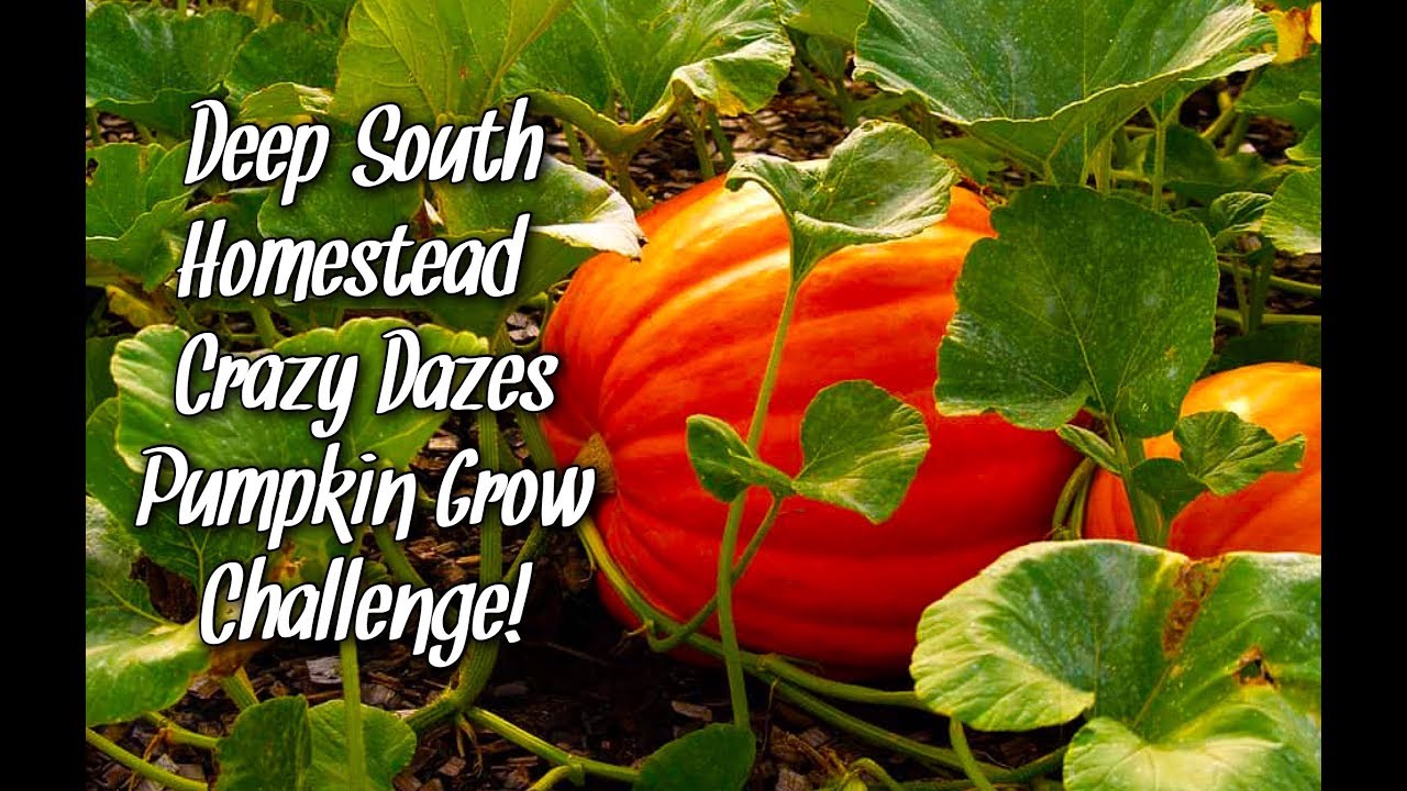 Deep South Homestead Crazy Dazes Pumpkin Grow Challenge! YouTube