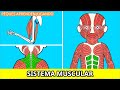 El sistema muscular para nios  de peques aprenden jugando