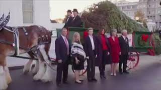 The White House Christmas Tree: Watch the delivery and set-up of the White House Tree