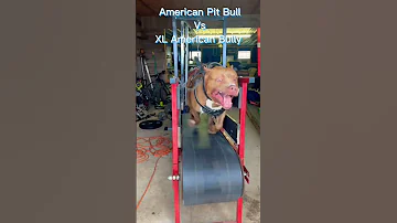 American Pit Bull Vs XL American Bully !!