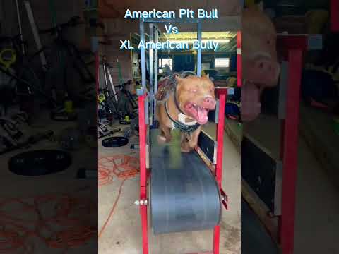 American Pit Bull Vs Xl American Bully !!