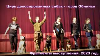 Цирк дрессированных собак/ Circus of trained  dogs