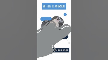 Decoding the Canine Ritual: Why Dogs Scratch & Spin Before Bed