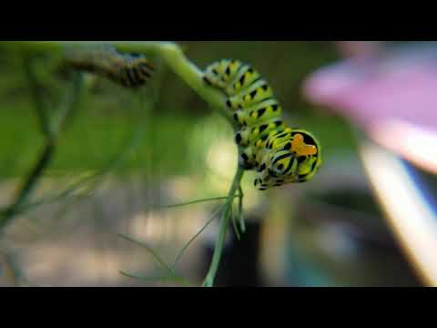 The Angry Swallowtail Caterpillar