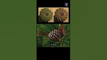 The Golden Ratio and Fibonacci: Nature