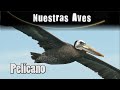 PELÍCANO - Serie Nuestras Aves