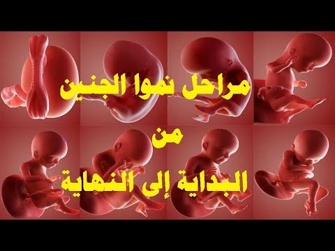 مراحل نمو الجنين خطوة بخطوة وكيف تشعر الأم مع كل أسبوع على يوتيوب