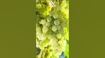 Export Qwality Grapes Packing#viral #shorts #dailyfruitmarket