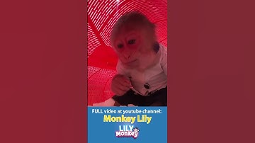 Lily sneaks food… and the ending #shorts #short #monkey