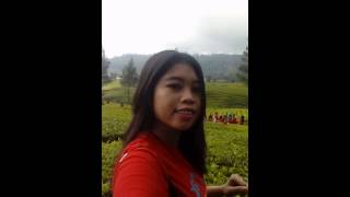 Tea Plantation , Rancabali Ciwidey Bandung