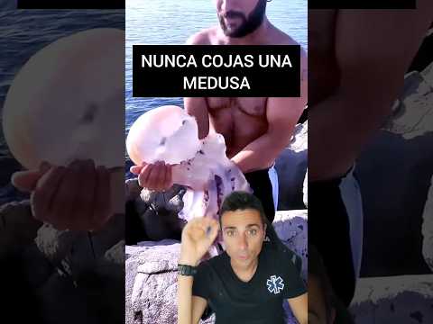 Video: Avispa de mar (medusa de caja) - un monstruo marino mortal