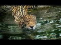 WILDER Discovery episode 01 || netgeo wild in hindi || wild hindi