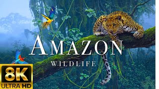 Amazon Wildlife In 8K - Animals That Call The Jungle Home | Amazon Rainforest | Relaxation Film 1H+.