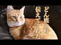 どん底のとき、猫が教えてくれたこと｜大きな声で鳴き続けるミックの優しさに涙しました