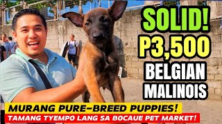 SOLID! P3,500 BELGIAN MALINOIS! MURANG PURE BREED PUPPIES SA BOCAUE PET MARKET by Nanay Karen & Tatay Chester Vlogs 7,785 views 1 month ago 19 minutes