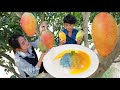 Pick amazing ripe mango | Have you ever eat this ripe mango before? Yummy ripe mango sticky rice